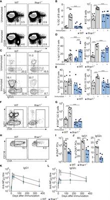 Type I Interferons Promote Germinal Centers Through B Cell Intrinsic Signaling and Dendritic Cell Dependent Th1 and Tfh Cell Lineages